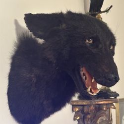 Taxidermy Black Coyote Mount Oddities Decor