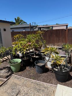 Potted Plumeria Plants (3 feet - 5.5 feet!)