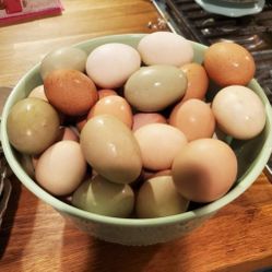 Fresh Organic Eggs