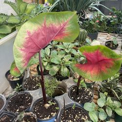 Caladium Plants 
