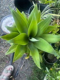 Plant