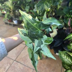 Syngonium podophyllum 'three kings'