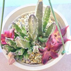 Stapelia grandiflora $35 (1 gallon pot)