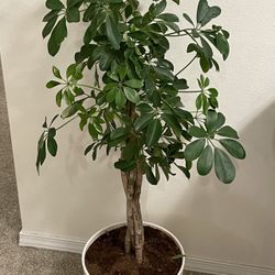 Schefflera Tree