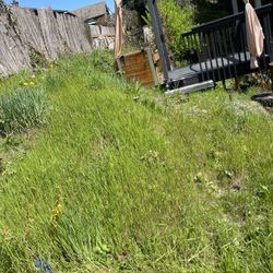 Grass Cut 50.00(contact info removed)