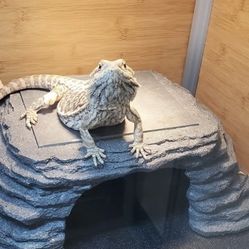 Reptile Zen Cave