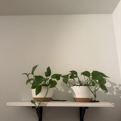 Wall Shelf