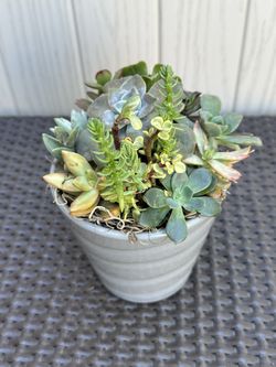 Succulent Arrangement 