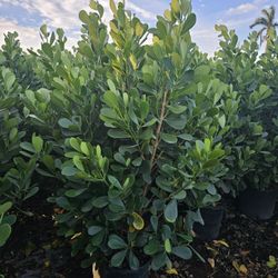 Huge Clusias Over 6 Feet Tall Instant Privacy Hedge For Fence