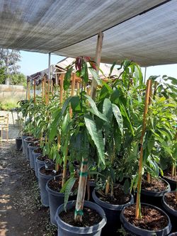 Aguacate hass $65 15 galones