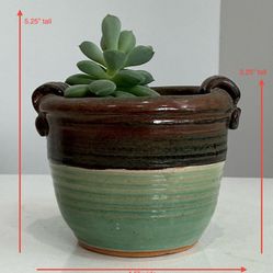 Live Mexican Snowball Succulent in a Small Espresso & Sage Fire Glazed Basket-Like Terracotta Pot