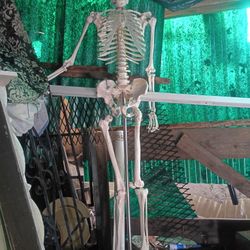 Artificial Medical Skeleton 