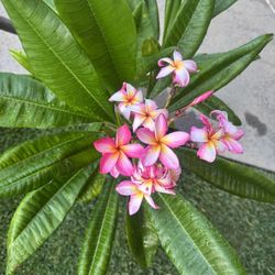 Plumeria Plant
