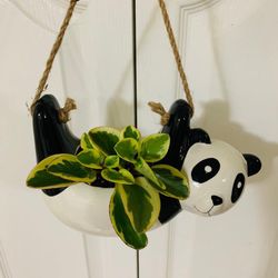 Hanging Panda With Live Plant