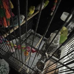 Large bird cage 