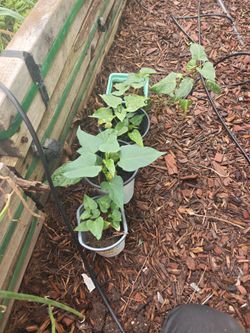 Purple Sweet Potato