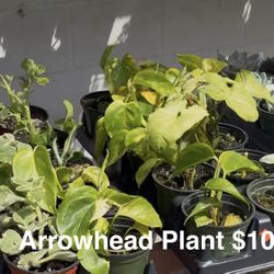 $10 EACH HOUSEPLANT! 3 FOR $25! 