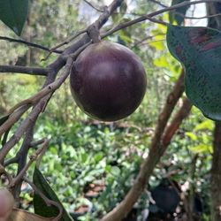 Caimito Fruit Trees $350🫐🌳