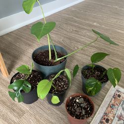 Cheap Houseplants For Sale *Updated 