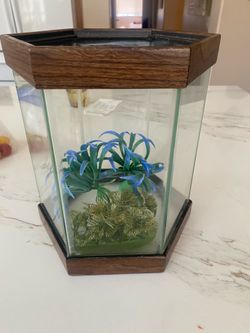 Small Hexagon glass aquarium