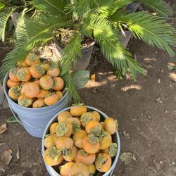 Fresh Organic Fuyu Persimmons