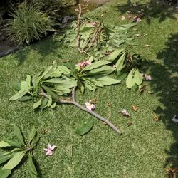 Large Plumeria Clippings