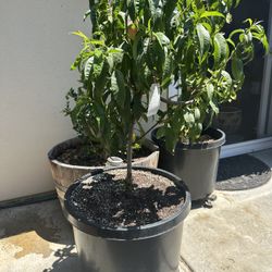 Ultra Dwarf (rare micro dwarf!) White Peach Tree
