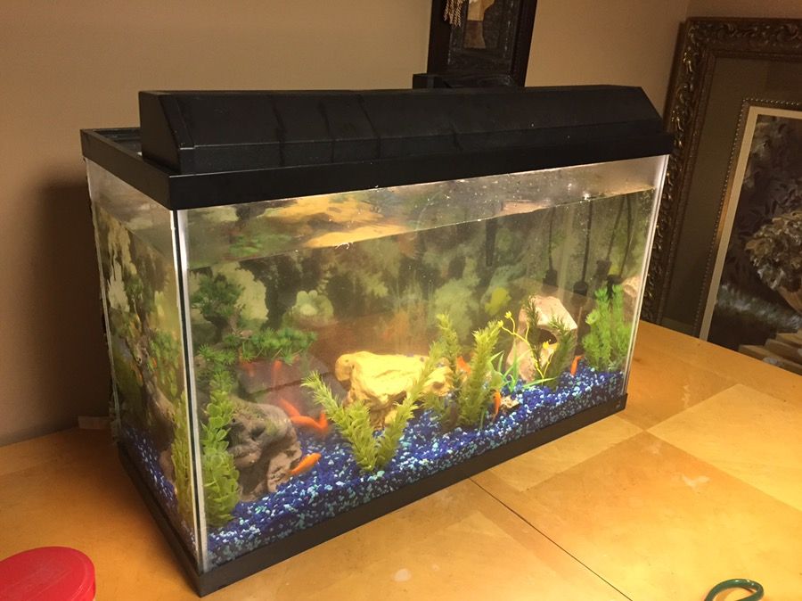Nice Fish Tank
