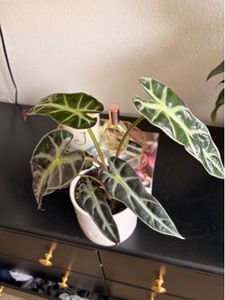 Alocasia