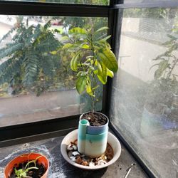 Calamansu Tree