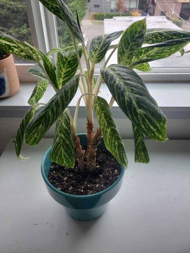 chinese evergreen
