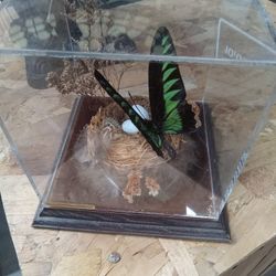 Cultured Tropical Butterfly Display
