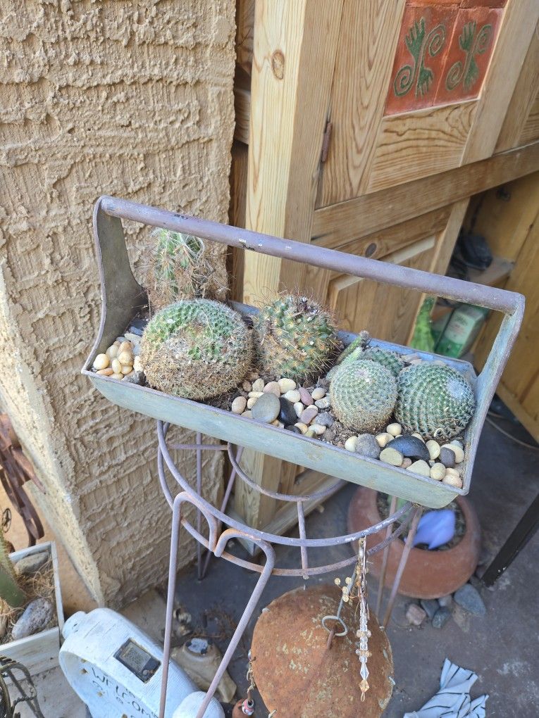 Cactus Planter