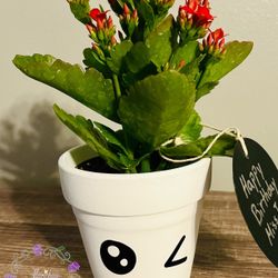 Pots