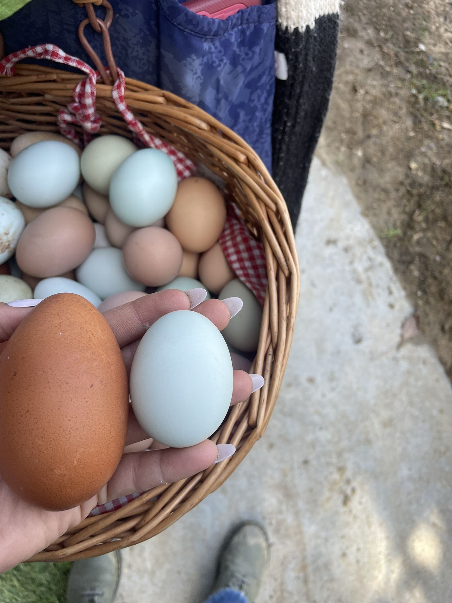 Farm Fresh Eggs