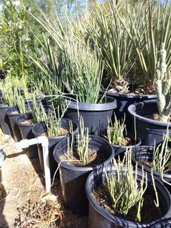 Candelilla