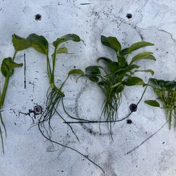 Anubia Live Aquarium Plant Cuttings