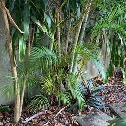 Areca Tree Plant