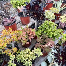 Variety Of Succulents Plants 