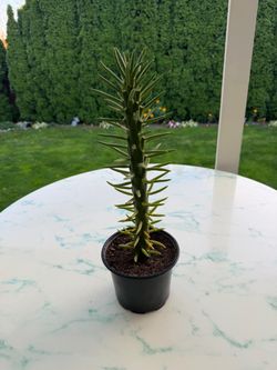 Austrocylindropuntia subulata ‘Eve's Needle’ Cactus (Outdoor & Indoor Live Plant)