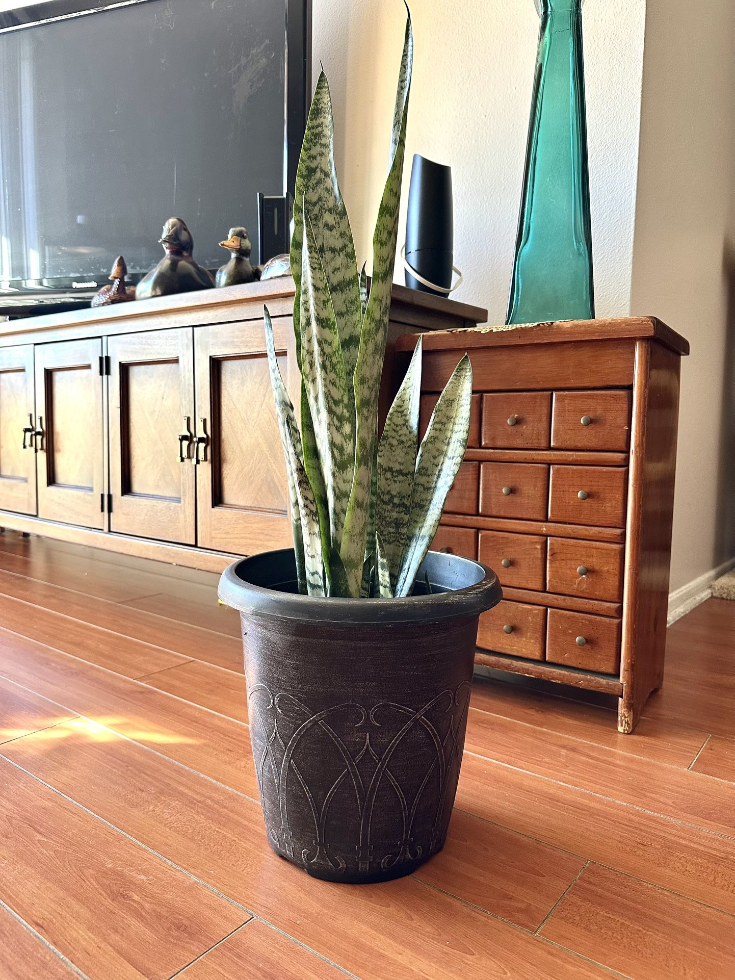 Snake Plant