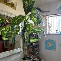Dieffenbachia plant Asking $80 
