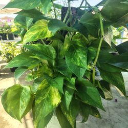 Photos 