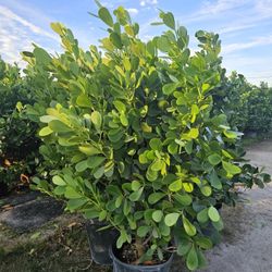 Huge Clusias Over 6 Feet Tall Instant Privacy Hedge For Fence