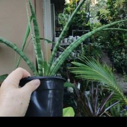 Sanseveria Potted House Plant 