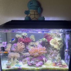 Fluval 13.5 gallon Saltwater Tank