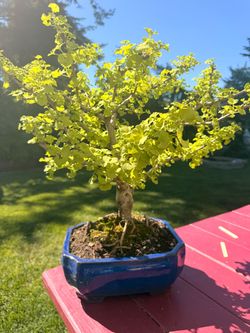 Ginkgo Bonsai