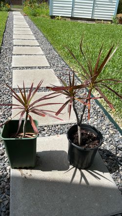 Indoor plants