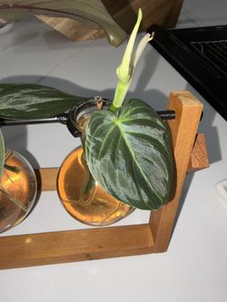 Philodendron Micans Cuttings