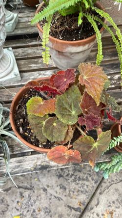 Rex begonia